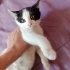 İZMİR VETERİNER KORUMASINDAKİ BEBEĞİMİZE ÖMÜRLÜK YUVASINI ARIYORUZ fotoğraf