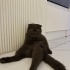 Sahibi vefat etti fotoğraf