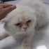 KISIRLAŞTIRILMIŞ İRAN KEDİSİ fotoğraf
