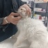 KISIRLAŞTIRILMIŞ İRAN KEDİSİ fotoğraf