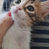 Kırçıllı gri tekir minik fotoğraf