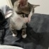 Merhaba yavrulara acil yuva fotoğraf