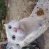 Aslan sokakta kalmasin fotoğraf