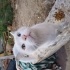 Aslan sokakta kalmasin fotoğraf