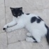 Sokakta kalmasın Tüylü Smokin Kedi (Erkek) fotoğraf