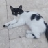 Sokakta kalmasın Tüylü Smokin Kedi (Erkek) fotoğraf