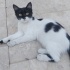 Sokakta kalmasın Tüylü Smokin Kedi (Erkek) fotoğraf