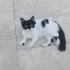 Sokakta kalmasın Tüylü Smokin Kedi (Erkek) fotoğraf