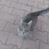 Güzel tüyleriyle sokaktan kurtulmayı bekleyen erkek kedi fotoğraf