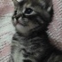 Tatlı my sheila fotoğraf