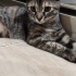Tatlı my sheila fotoğraf