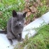 sokaga terk edilmis russian blue fotoğraf