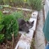 sokaga terk edilmis russian blue fotoğraf