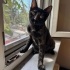 Kucak delisi Tortoiseshell sokağa dönmesin!