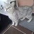 Sokakta bulundu fotoğraf