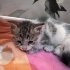 bebekler sokakta ve annesiz, eve ihtiyaçları var fotoğraf