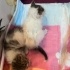 bebekler sokakta ve annesiz, eve ihtiyaçları var fotoğraf
