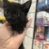 Sevimli tekir kedi zeytin fotoğraf