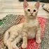 Tatlı minik yavru kedi yuva arıyor 🧡 fotoğraf