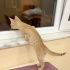 Tatlı minik yavru kedi yuva arıyor 🧡 fotoğraf