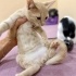 Tatlı minik yavru kedi yuva arıyor 🧡 fotoğraf