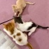 Tatlı minik yavru kedi yuva arıyor 🧡 fotoğraf