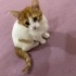 Tatlı mı tatlı yavru Bisküvi kendine sevgi dolu bir yuva arıyor 🍪 fotoğraf