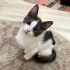 Sessiz ama sevgi dolu minik Minnoş yuvasını arıyor 🤍 fotoğraf