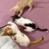 Sessiz ama sevgi dolu minik Minnoş yuvasını arıyor 🤍 fotoğraf
