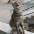DEĞİŞİK BİR CİNS TERK EDİLMİŞ fotoğraf