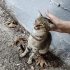 DEĞİŞİK BİR CİNS TERK EDİLMİŞ fotoğraf