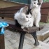 Pofuduk 4 Kardeş Acil Yuva fotoğraf