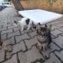 Pofuduk 4 Kardeş Acil Yuva fotoğraf