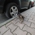 Pofuduk 4 Kardeş Acil Yuva fotoğraf