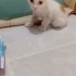 Sahiplendirme ücretsiz fotoğraf