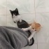 Cesur Akıllı Simokin bebek. fotoğraf