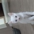 Elazığ 2,5 aylık 4 tane beyaz kedi. fotoğraf