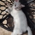 Elazığ 2,5 aylık 4 tane beyaz kedi. fotoğraf