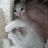 Elazığ 2,5 aylık 4 tane beyaz kedi. fotoğraf