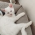 Elazığ 2,5 aylık 4 tane beyaz kedi. fotoğraf