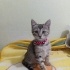 Çilek çok oyuncu kucak delisi bir kız fotoğraf