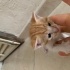 Sarışın oyuncu akıllı Portakal Sarman bebek fotoğraf