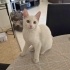 ANTALYA  ACİLL GEÇİCİ KALICI YUVA ARIYOR  Gazoz, 4 aylık erkek fotoğraf