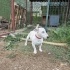 Evinizin Tek Köpeği Olmaya Aday fotoğraf