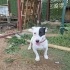 Evinizin Tek Köpeği Olmaya Aday fotoğraf