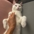 Tüyü gibi huyu da pamuk fotoğraf