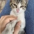 2 aylık minik kedi fotoğraf