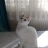BU GÜZEL ÜÇ KIZA ACİL YUVA ARIYORUZ!🐾🍀 fotoğraf