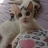 BU GÜZEL ÜÇ KIZA ACİL YUVA ARIYORUZ!🐾🍀 fotoğraf