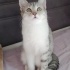 3 MİNİK ŞEKER 4 AYDIR YUVA BEKLİYOR! 🐾🍀